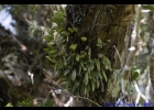 <i>Pabstiella mirabilis</i> (Schltr.) Brieger & Senghas [Orchidaceae]