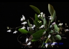 <i>Pabstiella mirabilis</i> (Schltr.) Brieger & Senghas [Orchidaceae]