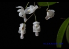 <i>Pabstiella mirabilis</i> (Schltr.) Brieger & Senghas [Orchidaceae]