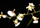 <i>Ornithophora radicans</i> (Rchb.f.) Garay & Pabst [Orchidaceae]