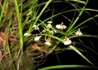 <i>Ornithophora radicans</i> (Rchb.f.) Garay & Pabst [Orchidaceae]