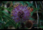 <i>Mimosa ramosissima</i> Benth.  [Fabaceae]