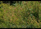 <i>Mimosa ramosissima</i> Benth.  [Fabaceae]