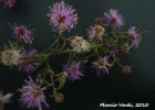 <i>Mimosa ramosissima</i> Benth.  [Fabaceae]