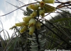 <i>Agarista nummularia</i> (Cham. & Schltdl.) G.Don [Ericaceae]