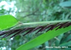 <i>Merostachys speciosa</i> Spreng. [Poaceae]
