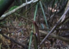 <i>Merostachys speciosa</i> Spreng. [Poaceae]