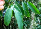 <i>Annona neosalicifolia</i> H.Rainer [Annonaceae]