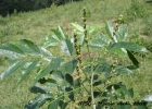 <i>Lonchocarpus cultratus</i> (Vell.) Azevedo-Tozzi & H.C.Lima [Fabaceae]