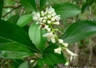 <i>Verbenoxylum reitzii</i> (Moldenke) Tronc. [Verbenaceae]