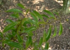 <i>Ocotea catharinensis</i> Mez [Lauraceae]