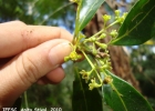 <i>Ocotea catharinensis</i> Mez [Lauraceae]