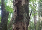 <i>Ocotea catharinensis</i> Mez [Lauraceae]