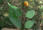 <i>Eugenia ramboi</i> D.Legrand [Myrtaceae]
