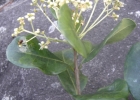 <i>Myrcia glabra</i> (O.Berg) D. Legrand [Myrtaceae]