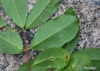 <i>Myrcia glabra</i> (O.Berg) D. Legrand [Myrtaceae]
