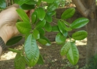 <i>Ficus cestrifolia</i> Schott [Moraceae]