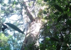 <i>Ficus cestrifolia</i> Schott [Moraceae]