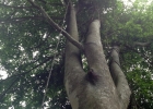 <i>Ficus adhatodifolia</i> Schott [Moraceae]