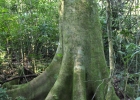 <i>Ficus adhatodifolia</i> Schott [Moraceae]