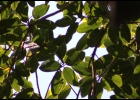 <i>Ficus adhatodifolia</i> Schott [Moraceae]