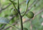 <i>Ficus adhatodifolia</i> Schott [Moraceae]