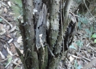 <i>Alsophila setosa</i> Kaulf. [Cyatheaceae]