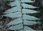 <i>Alsophila setosa</i> Kaulf. [Cyatheaceae]