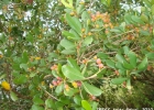 <i>Myrcia brasiliensis</i> Kiaersk. [Myrtaceae]