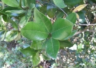 <i>Myrcia brasiliensis</i> Kiaersk. [Myrtaceae]