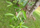 <i>Tabernaemontana catharinensis</i> DC. [Apocynaceae]