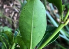 <i>Guapira opposita</i> (Vell.) Reitz [Nyctaginaceae]