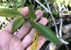 <i>Notylia lyrata</i> S.Moore [Orchidaceae]