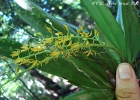 <i>Notylia lyrata</i> S.Moore [Orchidaceae]