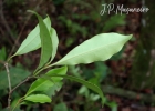 <i>Guapira opposita</i> (Vell.) Reitz [Nyctaginaceae]