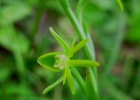 <i>Habenaria pentadactyla</i> Lindl. [Orchidaceae]