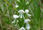 <i>Habenaria montevidensis</i> Spreng. [Orchidaceae]