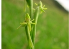 <i>Habenaria melanopoda</i> Hoehne & Schltr. [Orchidaceae]