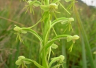 <i>Habenaria megapotamensis</i> Hoehne [Orchidaceae]