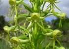 <i>Habenaria megapotamensis</i> Hoehne [Orchidaceae]