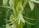 <i>Habenaria macronectar</i> (Vell.) Hoehne [Orchidaceae]