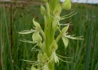 <i>Habenaria macronectar</i> (Vell.) Hoehne [Orchidaceae]