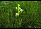 <i>Habenaria macronectar</i> (Vell.) Hoehne [Orchidaceae]