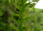 <i>Habenaria exaltata</i> Barb.Rodr. [Orchidaceae]