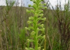 <i>Habenaria exaltata</i> Barb.Rodr. [Orchidaceae]