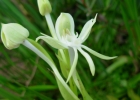 <i>Habenaria bractescens</i> Lindl. [Orchidaceae]