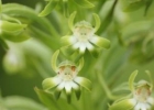 <i>Habenaria araneiflora</i> Barb.Rodr. [Orchidaceae]