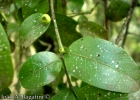 <i>Scutia buxifolia</i> Reissek [Rhamnaceae]