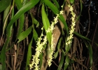 <i>Epidendrum tridactylum</i> Lindl. [Orchidaceae]