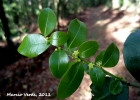<i>Scutia buxifolia</i> Reissek [Rhamnaceae]